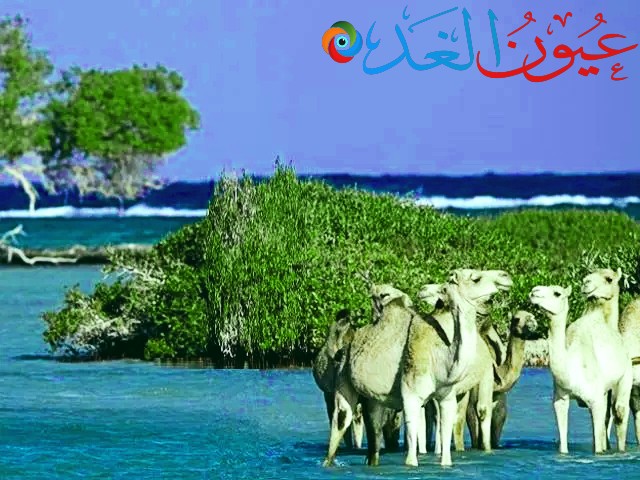 عدد من الجمال في المحمية
