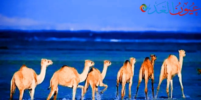 محمية وادي الجمال في الصباح