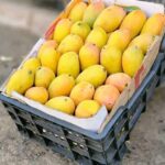 ترند اليمن مانجو تيمور