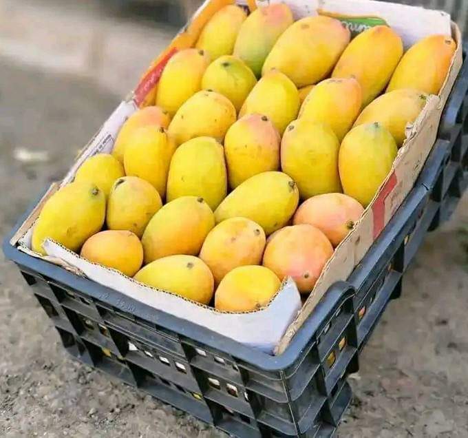 ترند اليمن مانجو تيمور