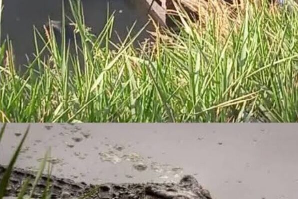 الشرقية تستنفر أجهزتها بعد ظهور تماسيح في بلبيس بمحافظة الشرقية