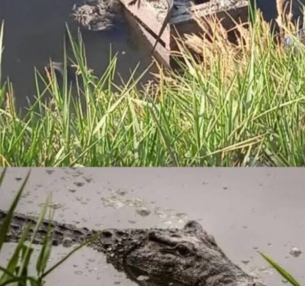 الشرقية تستنفر أجهزتها بعد ظهور تماسيح في بلبيس بمحافظة الشرقية