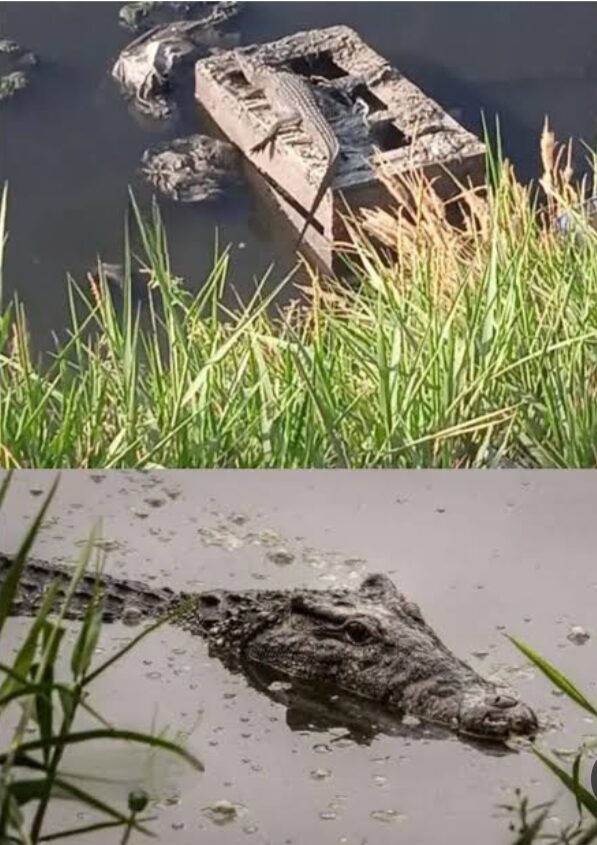 الشرقية تستنفر أجهزتها بعد ظهور تماسيح في بلبيس بمحافظة الشرقية